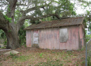 Gallery oak branch on shed