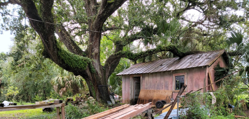 our namesake live oak and shed 2022