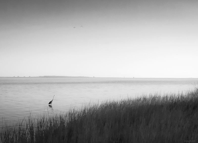 Larry McIntosh "Shorebird Reflection" 24x31 bw photograph $750