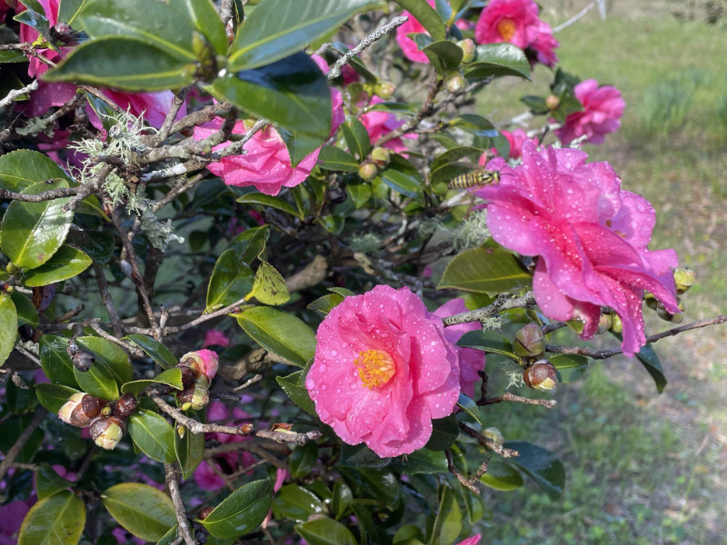 camellia and bee